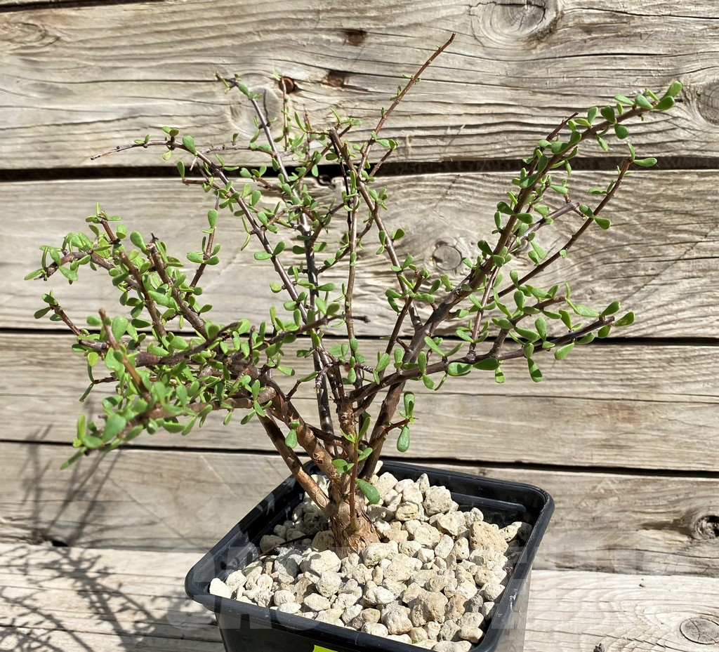 SH6390 Ceraria fruticulosa