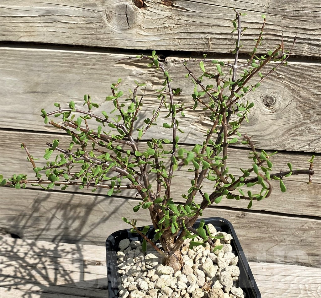 SH6390 Ceraria fruticulosa - Image 2