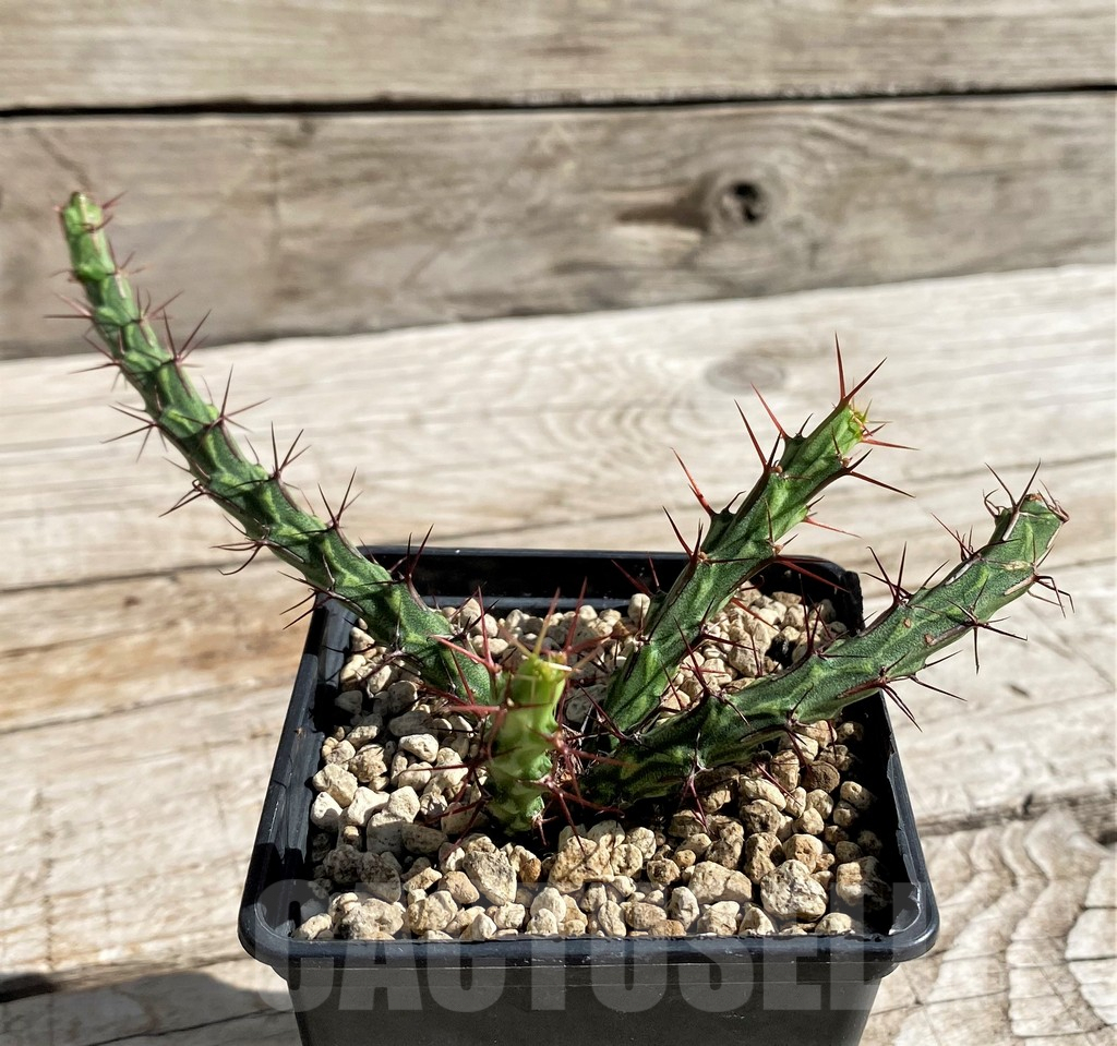 SH6347 Euphorbia petricola