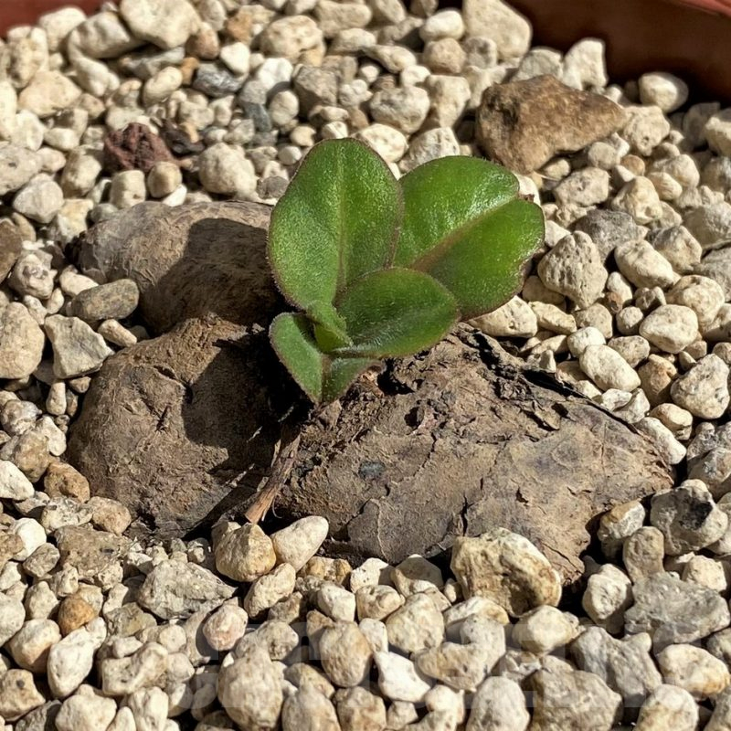 SH6393 Aeollanthus subacaulis, light green