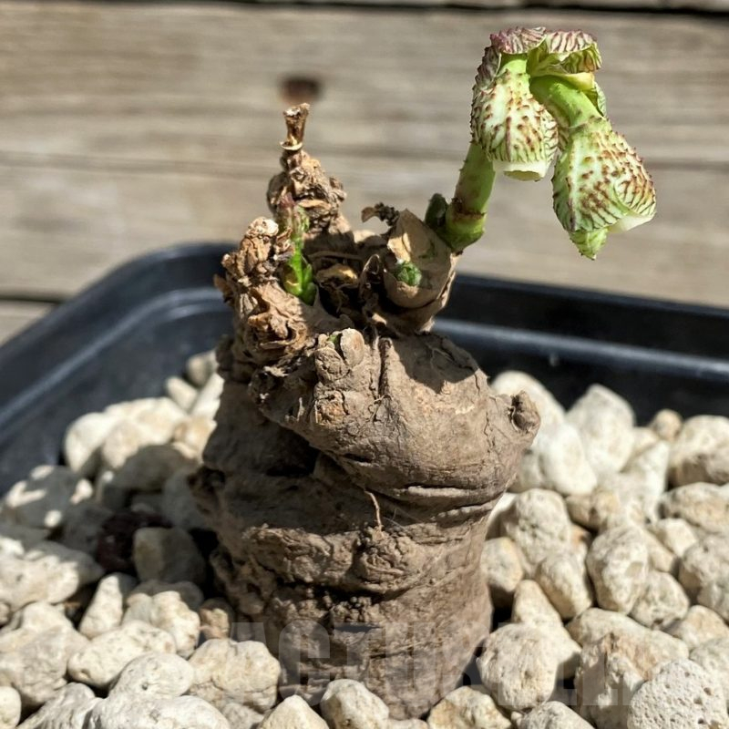 SH6395 Monadenium echinulatum ES21907