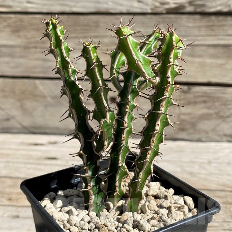 SH6348 Euphorbia griseola