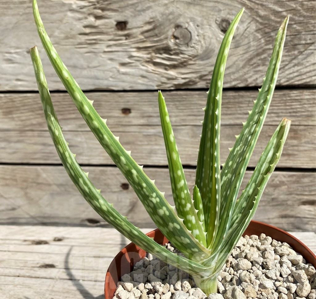 SH6399 Aloe aff. vera f. variegata, ex India - Image 2