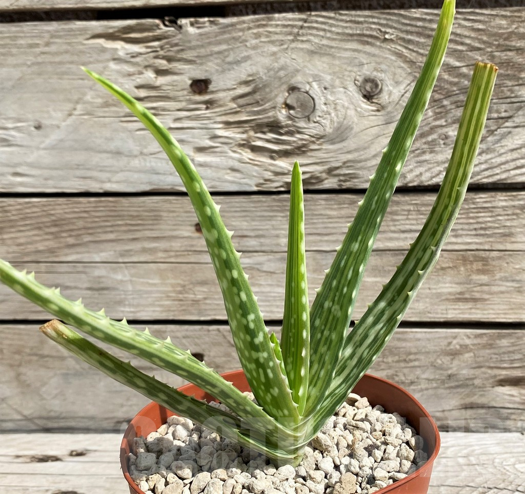 SH6399 Aloe aff. vera f. variegata, ex India