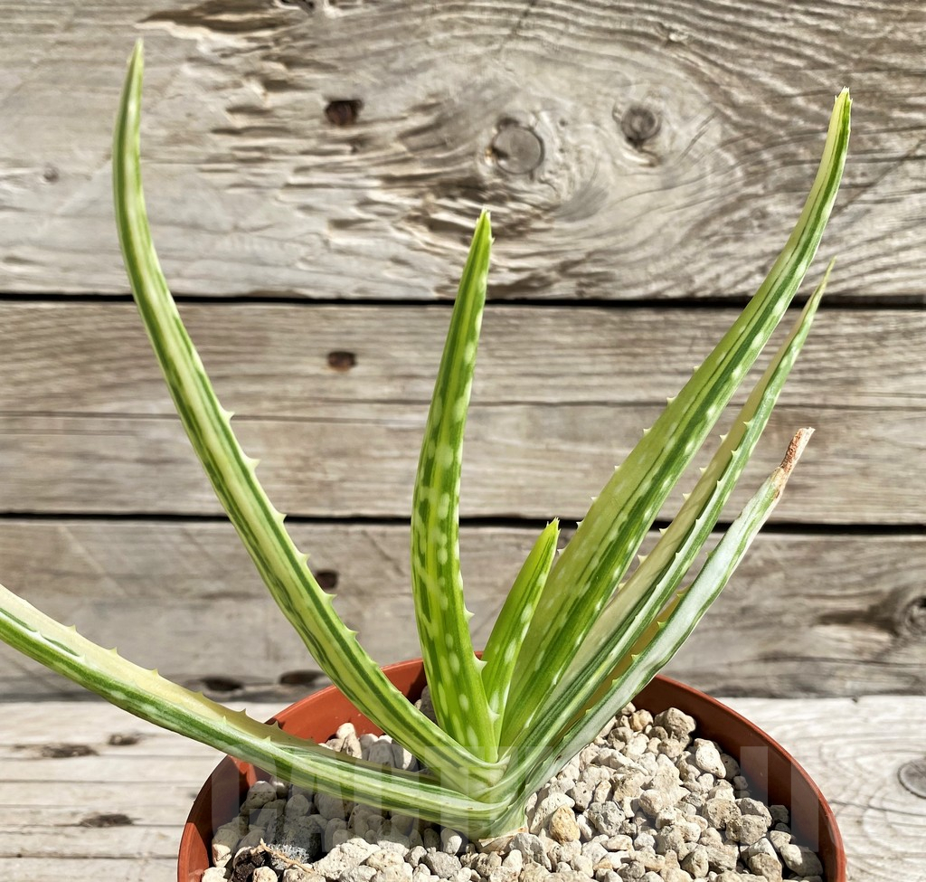 SH6400 Aloe aff. vera f. variegata, ex India - Obrázek 2