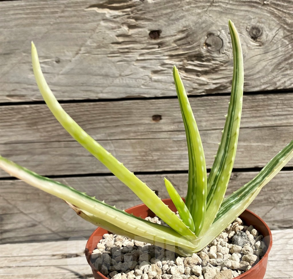 SH6400 Aloe aff. vera f. variegata, ex India