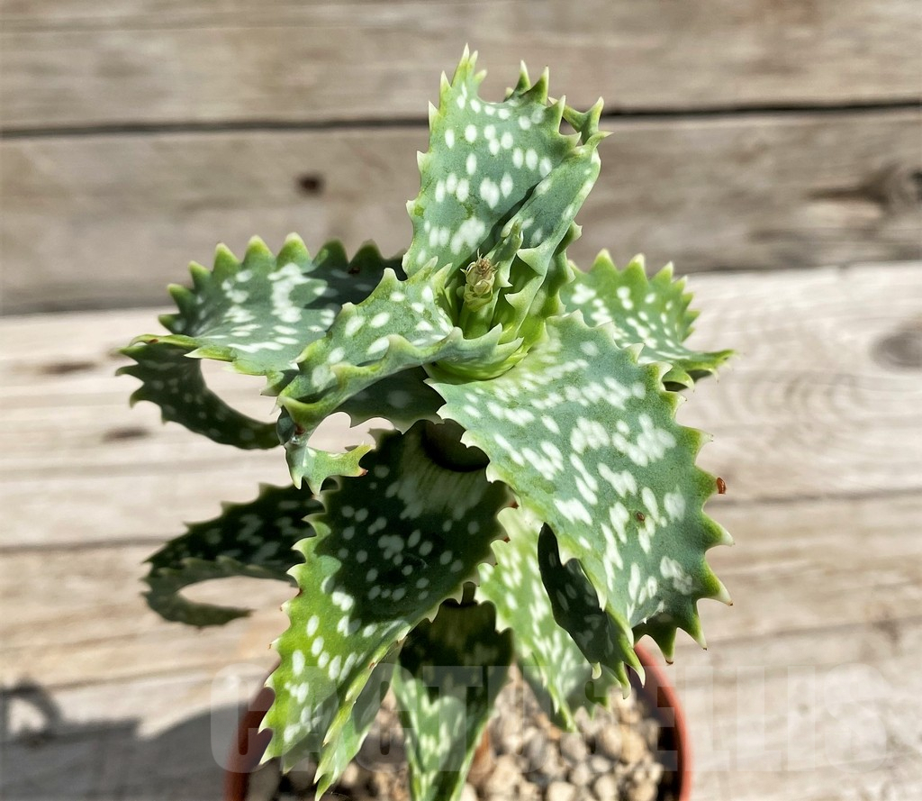 SH6401 Aloe squarrosa - Obrázek 3