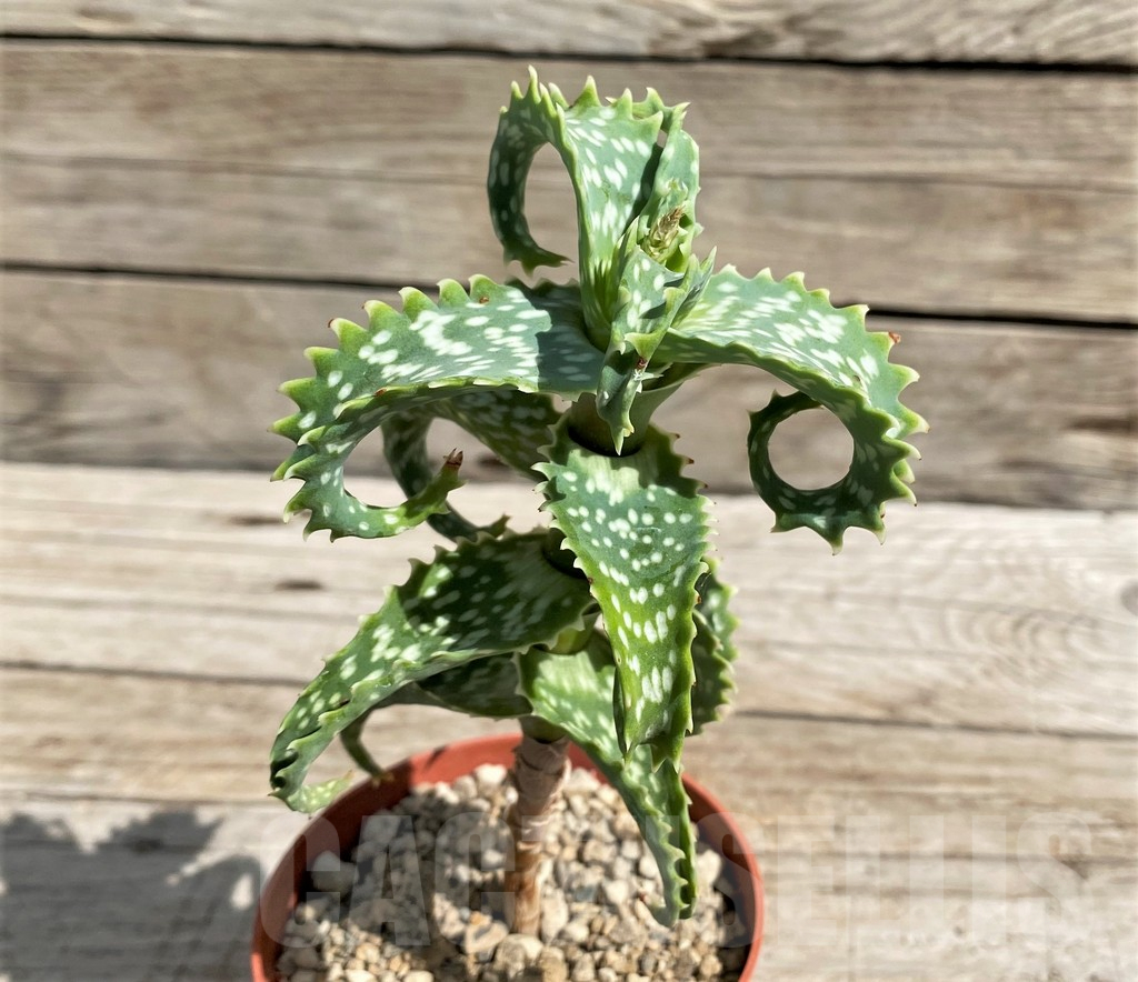 SH6401 Aloe squarrosa - Obrázek 2