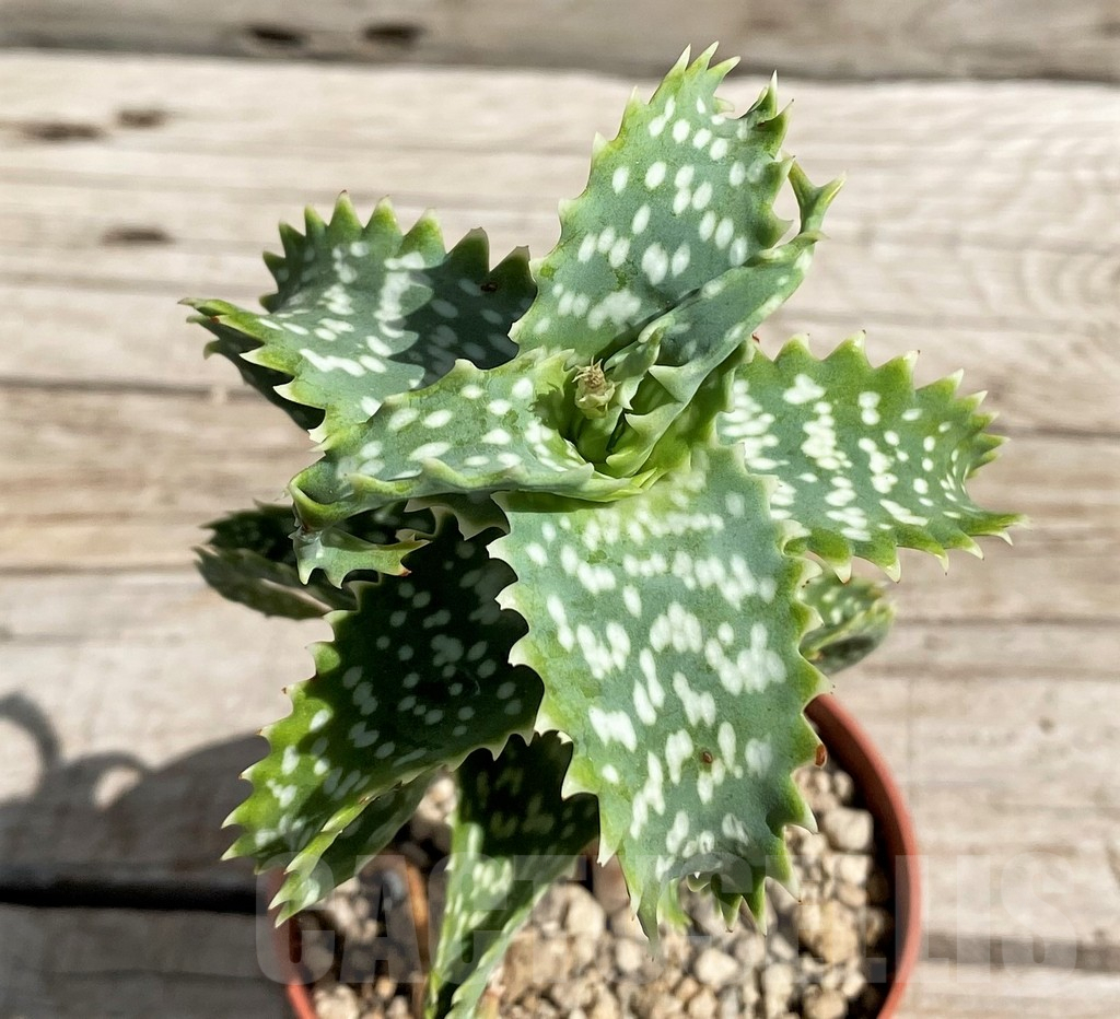 SH6401 Aloe squarrosa