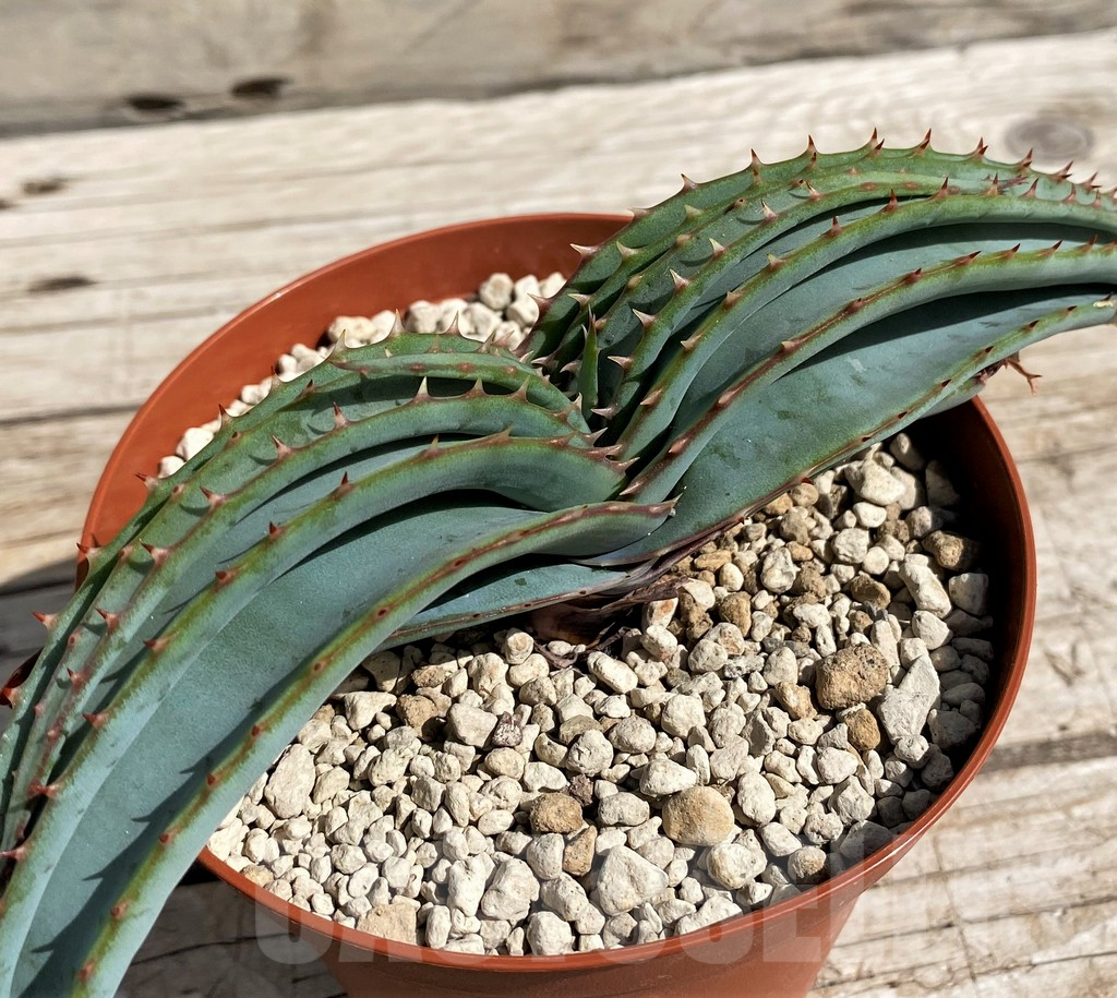SH6402 Aloe suprafoliata