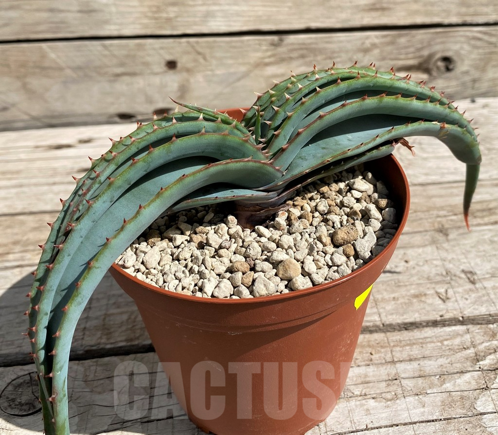 SH6402 Aloe suprafoliata - Image 2