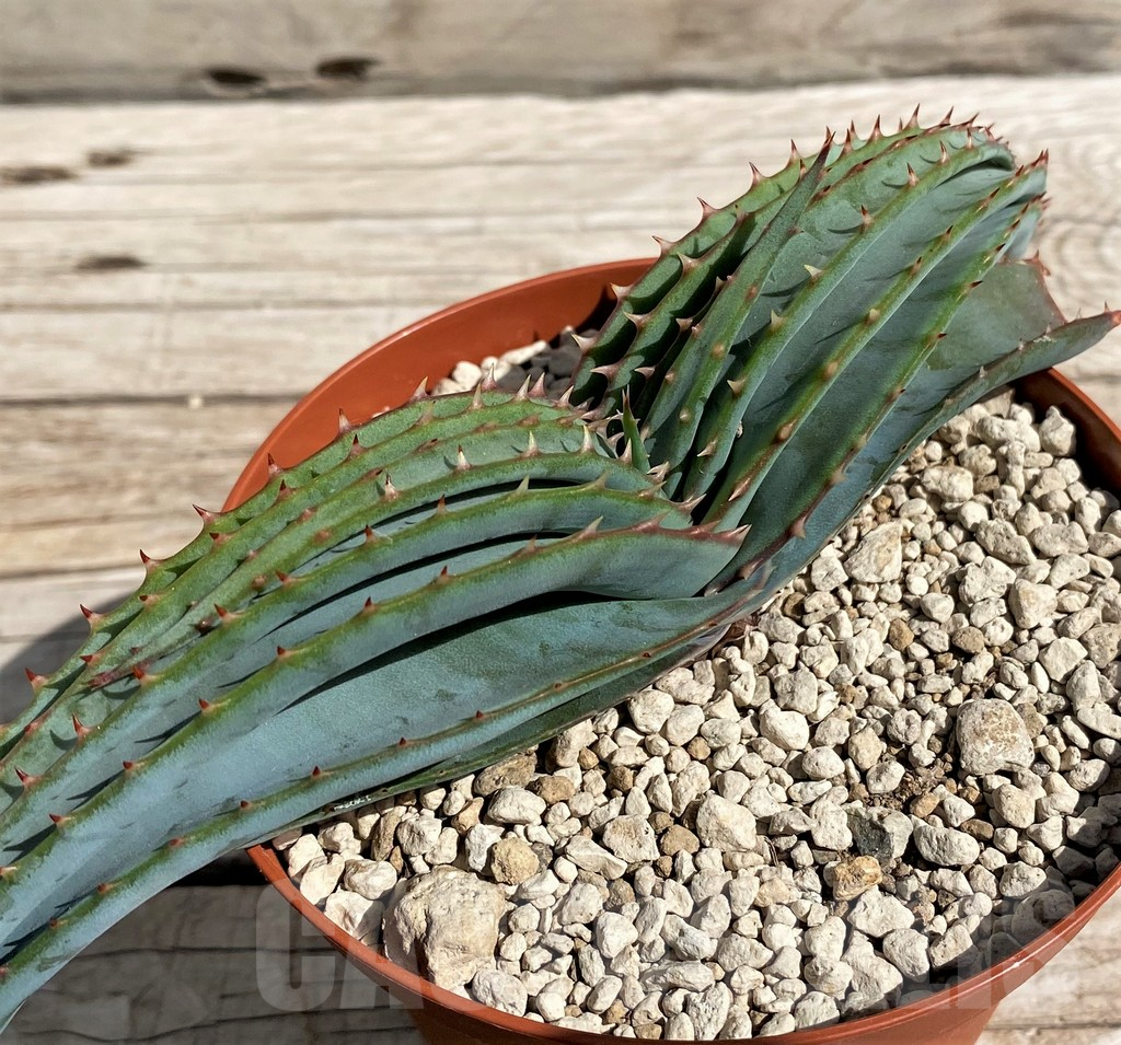 SH6402 Aloe suprafoliata - Image 3