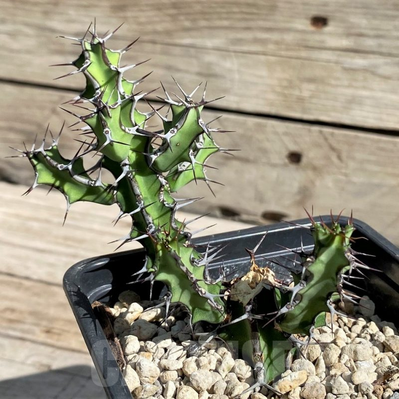 SH6352 Euphorbia aff. petraea PV 2697