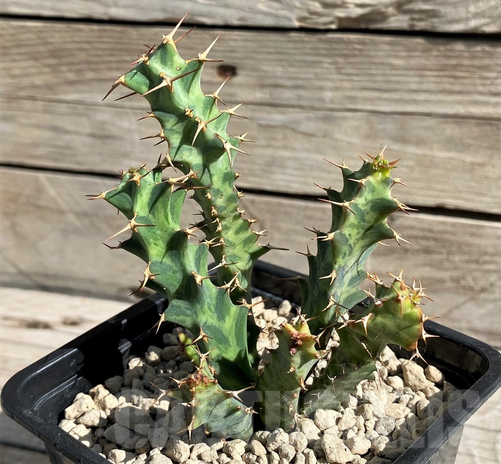 SH6355 Euphorbia clavigera