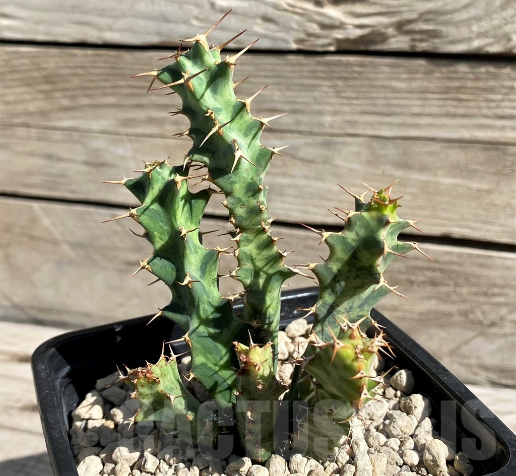 SH6355 Euphorbia clavigera - Obrázek 2