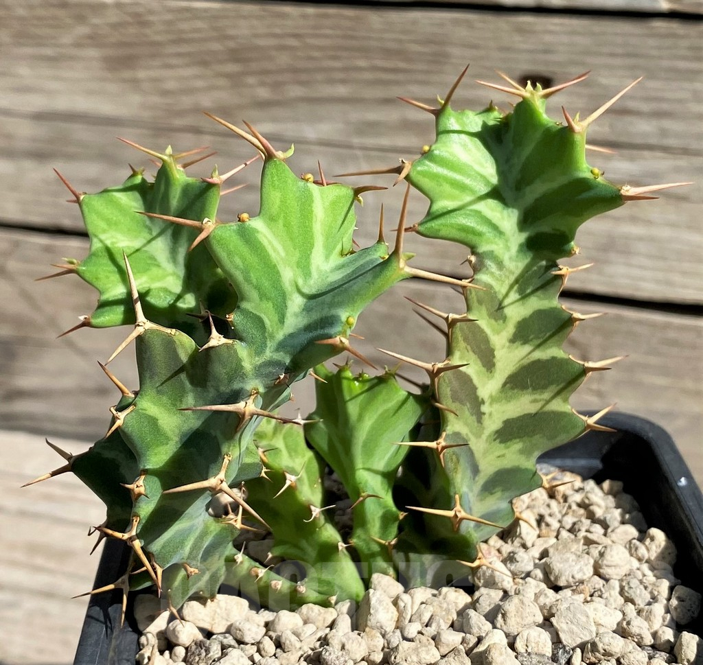 SH6356 Euphorbia tortirama