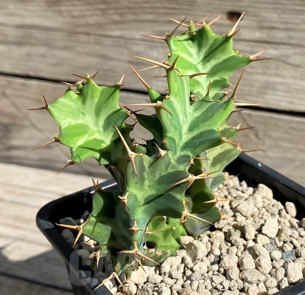 SH6356 Euphorbia tortirama - immagine 2