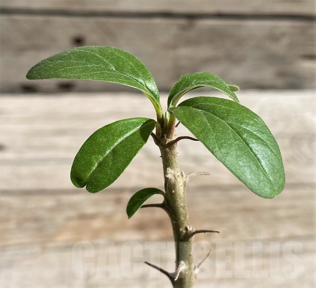 SH6344 Sesamothamnus lugardii