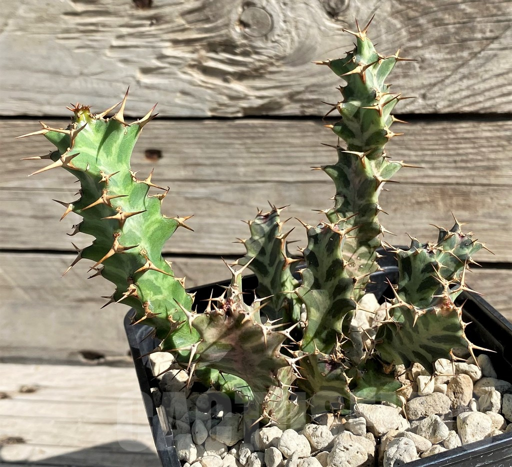 SH6359 Euphorbia clavigera - Imagen 2