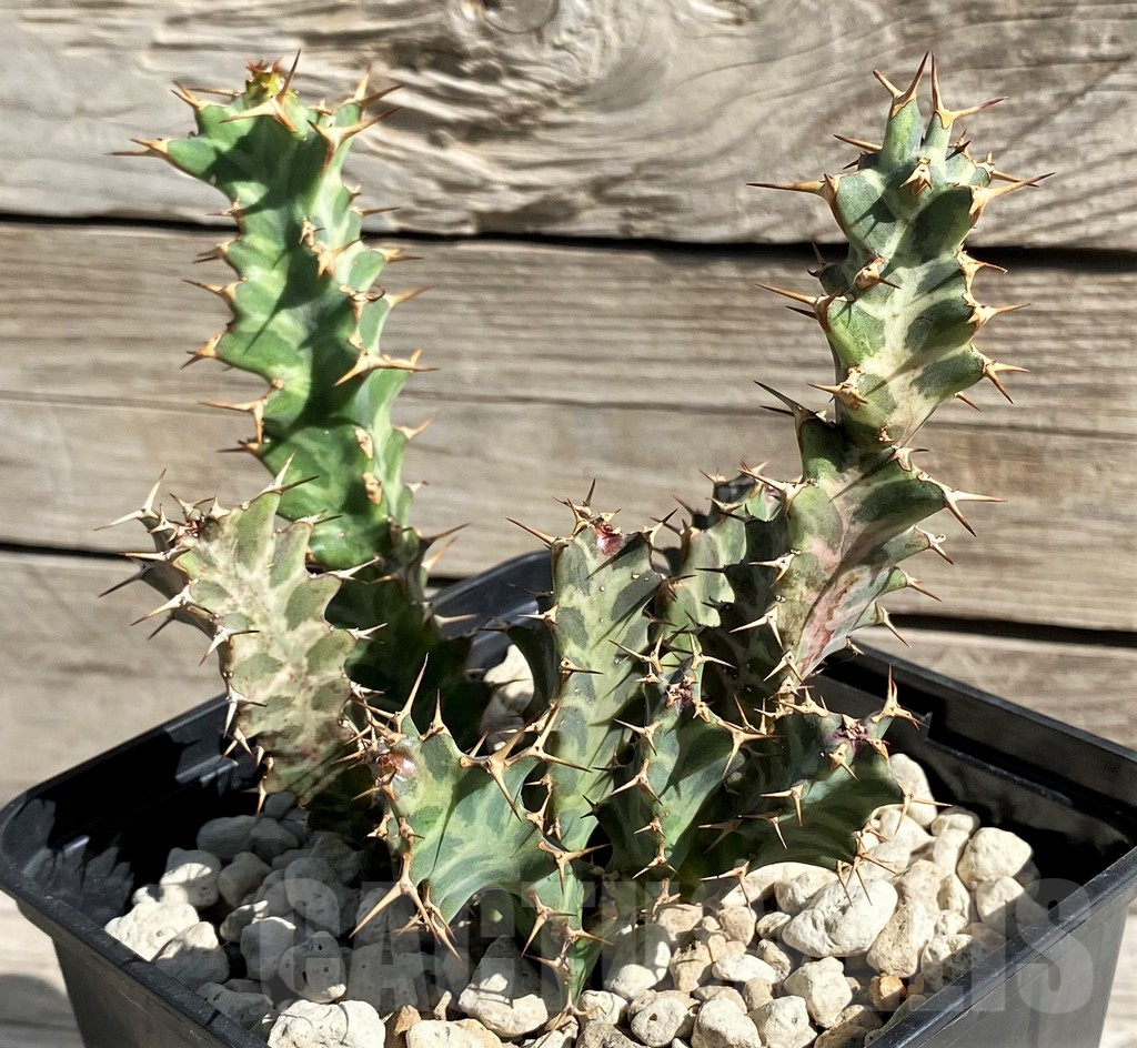 SH6359 Euphorbia clavigera