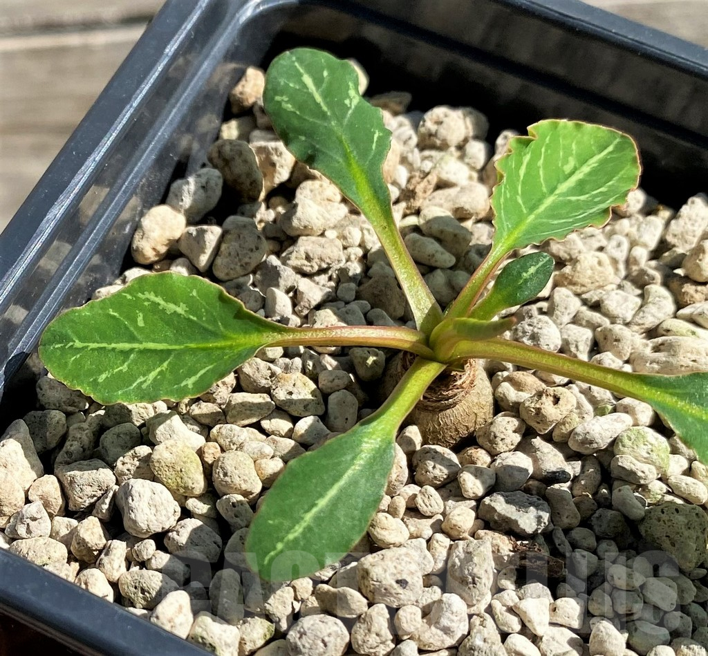 SH6360 Euphorbia spannringii, Fish bone