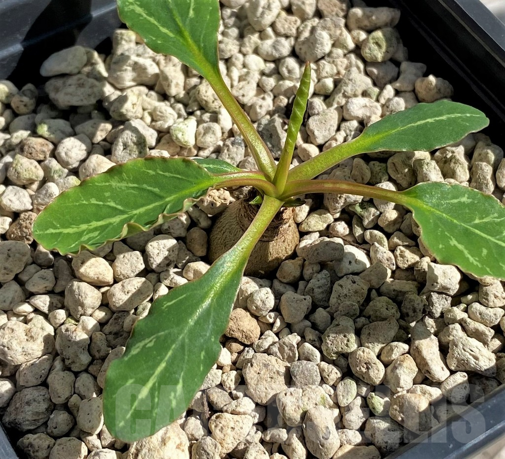 SH6360 Euphorbia spannringii, Fish bone - Imagen 2