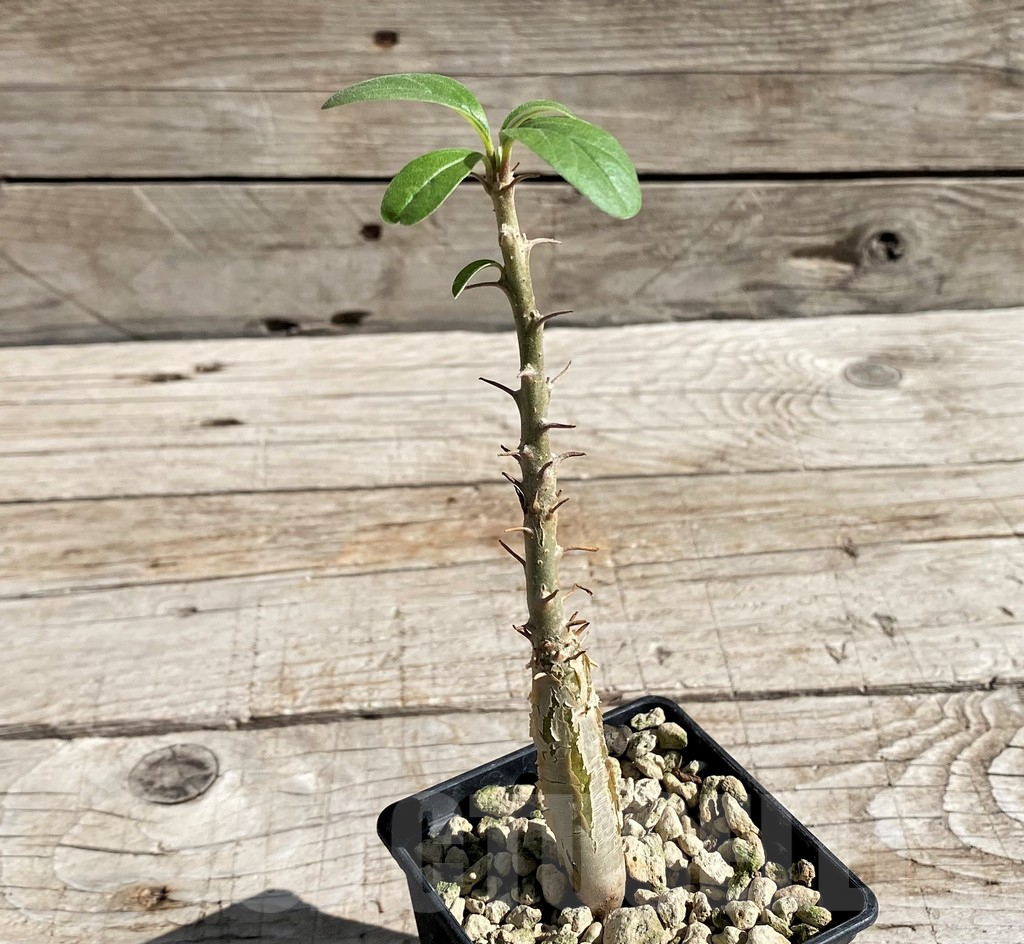 SH6344 Sesamothamnus lugardii – Image 2