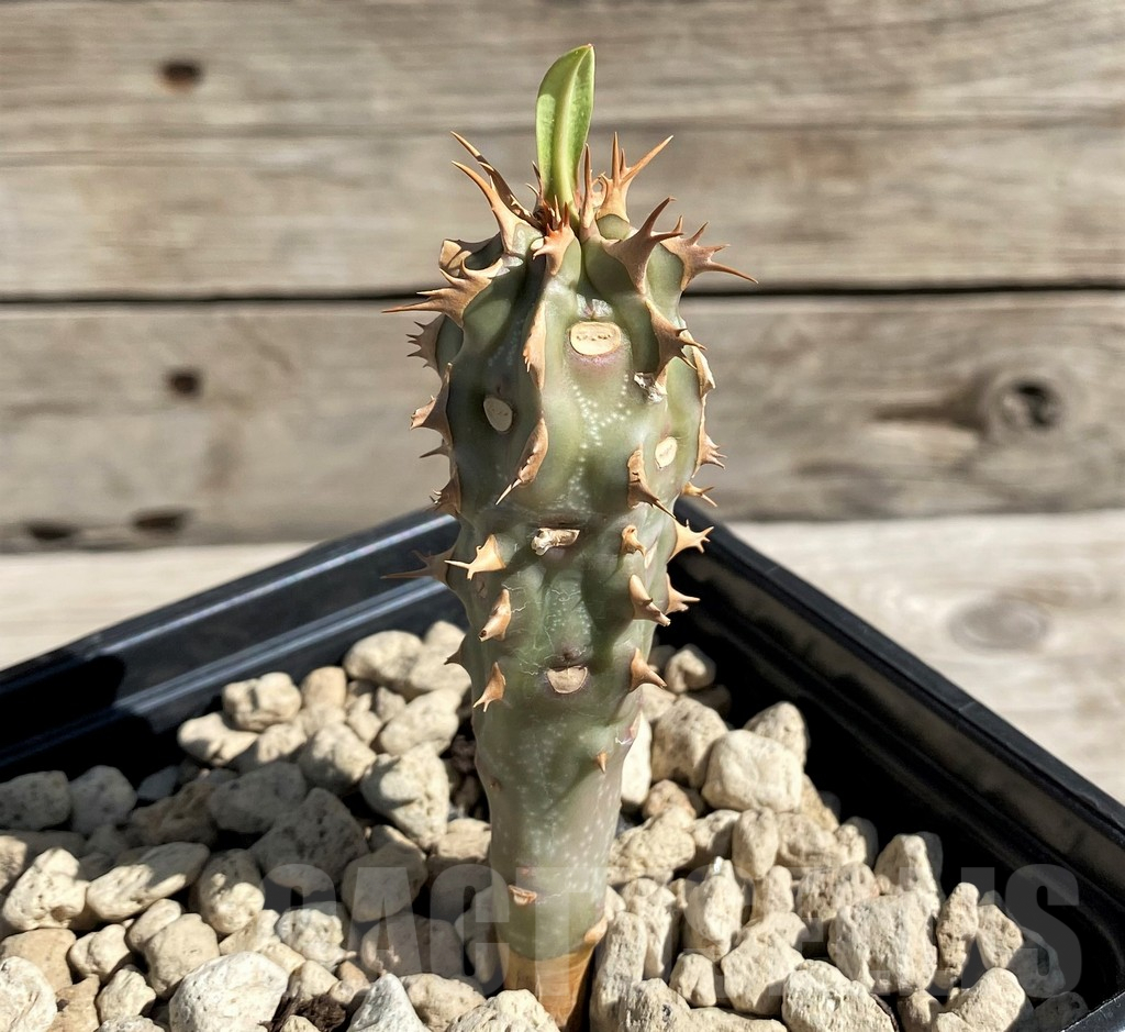SH6362 Euphorbia viguieri, red veins - Obrázek 2