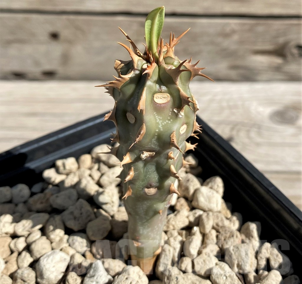 SH6362 Euphorbia viguieri, red veins