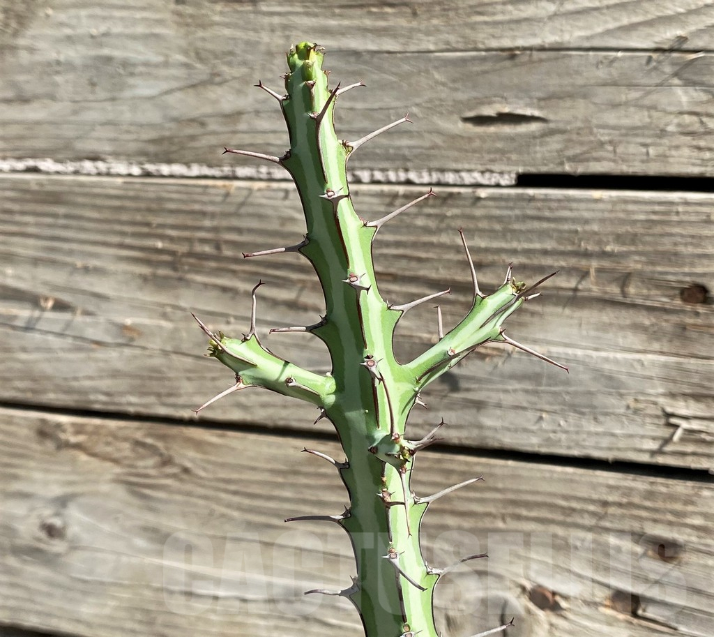 SH6363 Euphorbia glochidiata, Clone B
