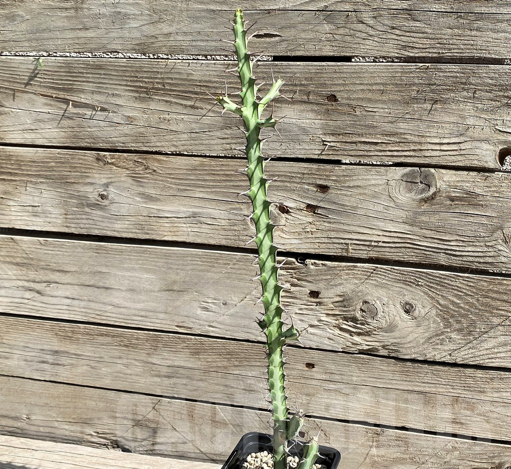 SH6363 Euphorbia glochidiata, Clone B - Image 2