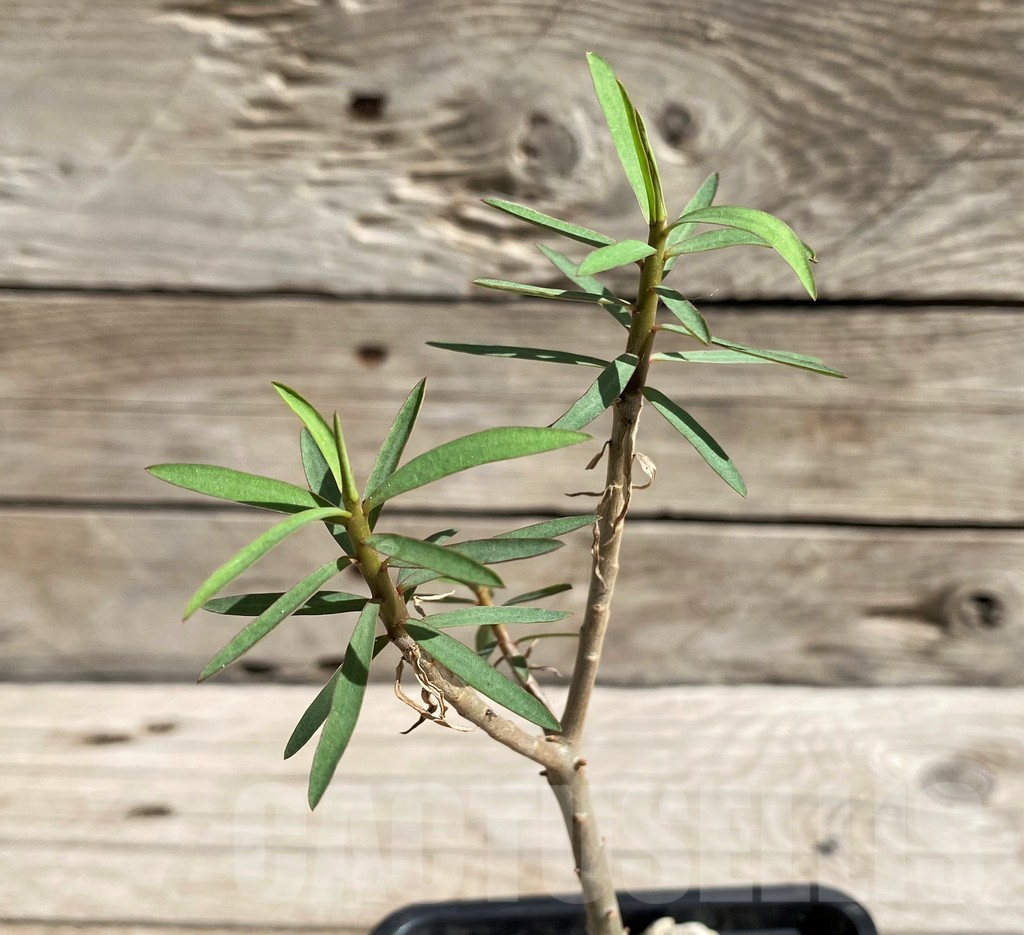 SH6365 Euphorbia balsamifera