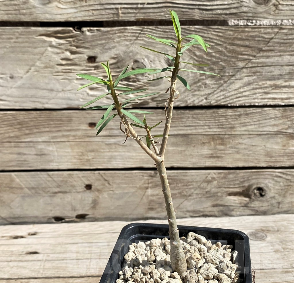 SH6365 Euphorbia balsamifera - Image 2