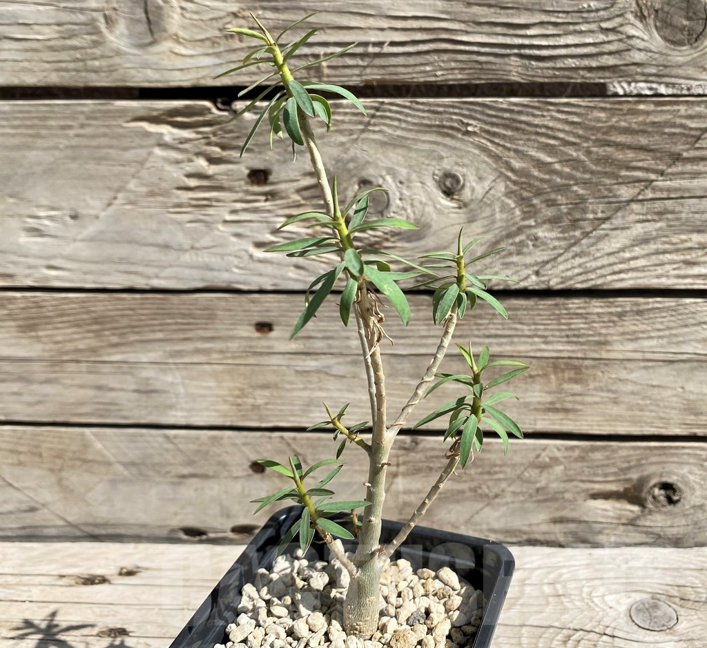 SH6367 Euphorbia balsamifera - Image 2