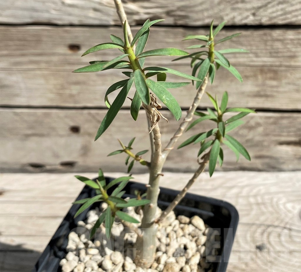 SH6367 Euphorbia balsamifera