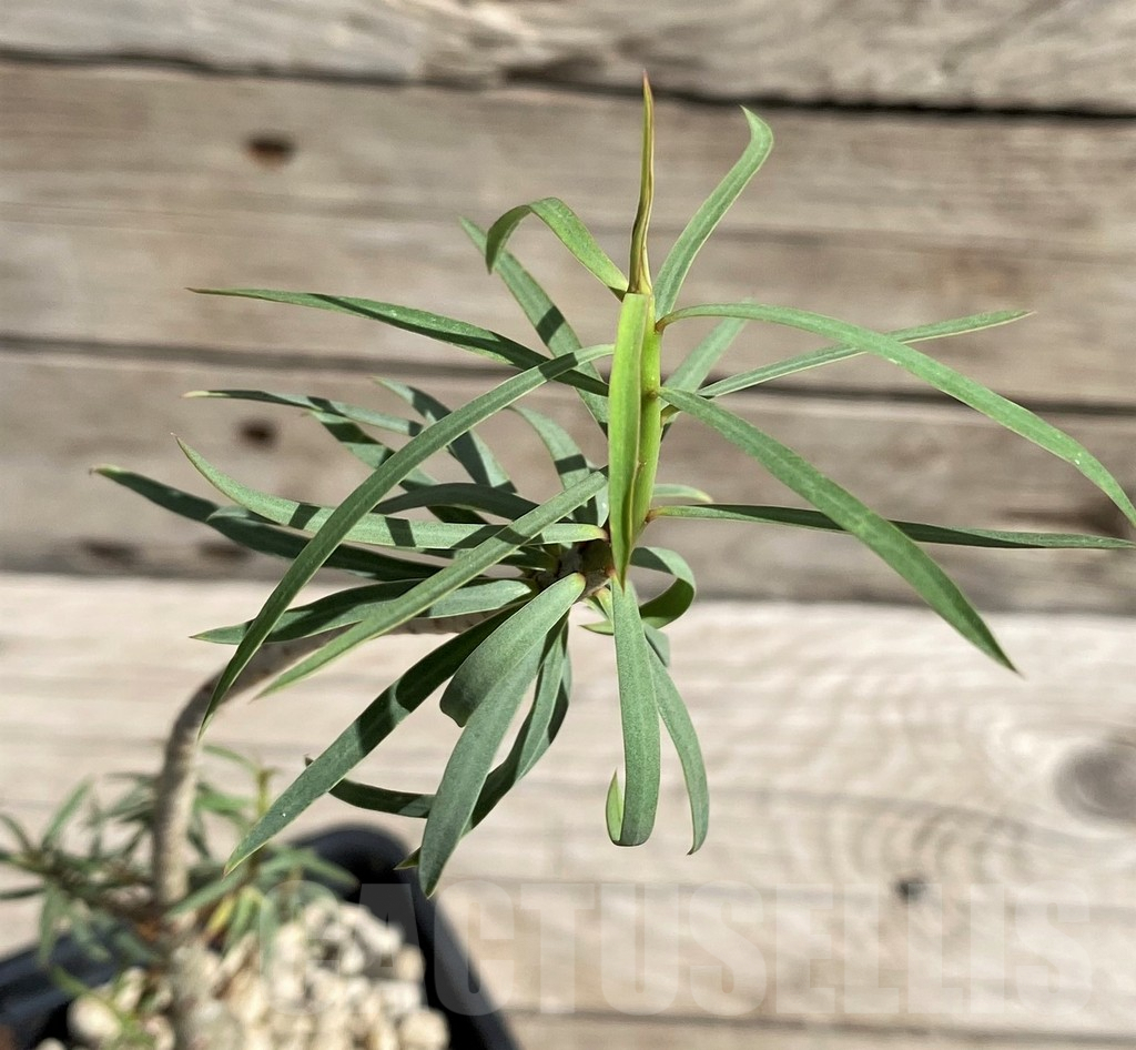 SH6368 Euphorbia balsamifera - Image 2