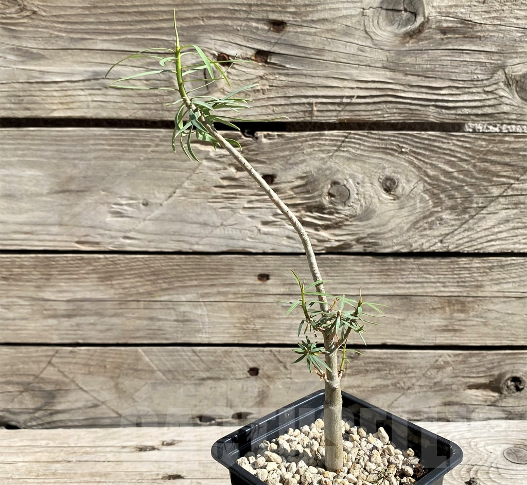 SH6368 Euphorbia balsamifera - Image 3