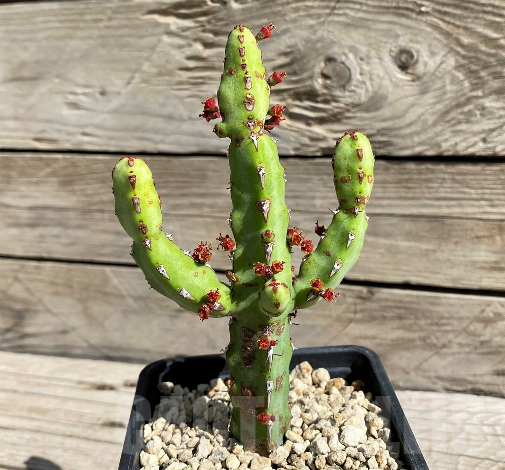 SH6369 Euphorbia speciosa ES20464 - Imagen 2