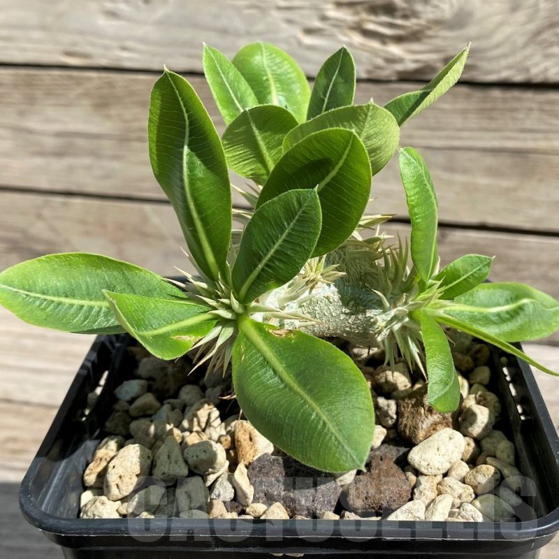 SH6372 Pachypodium brevicaule ssp. leucoxanthum, grafted