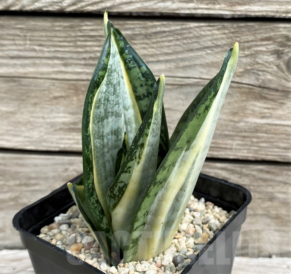 SH6496 Sansevieria 'Hahnii zebra' - immagine 2