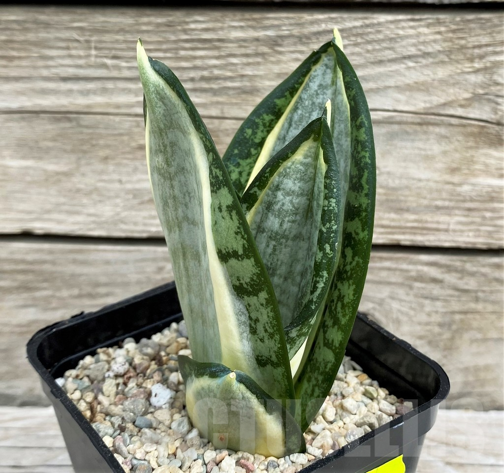SH6496 Sansevieria 'Hahnii zebra'