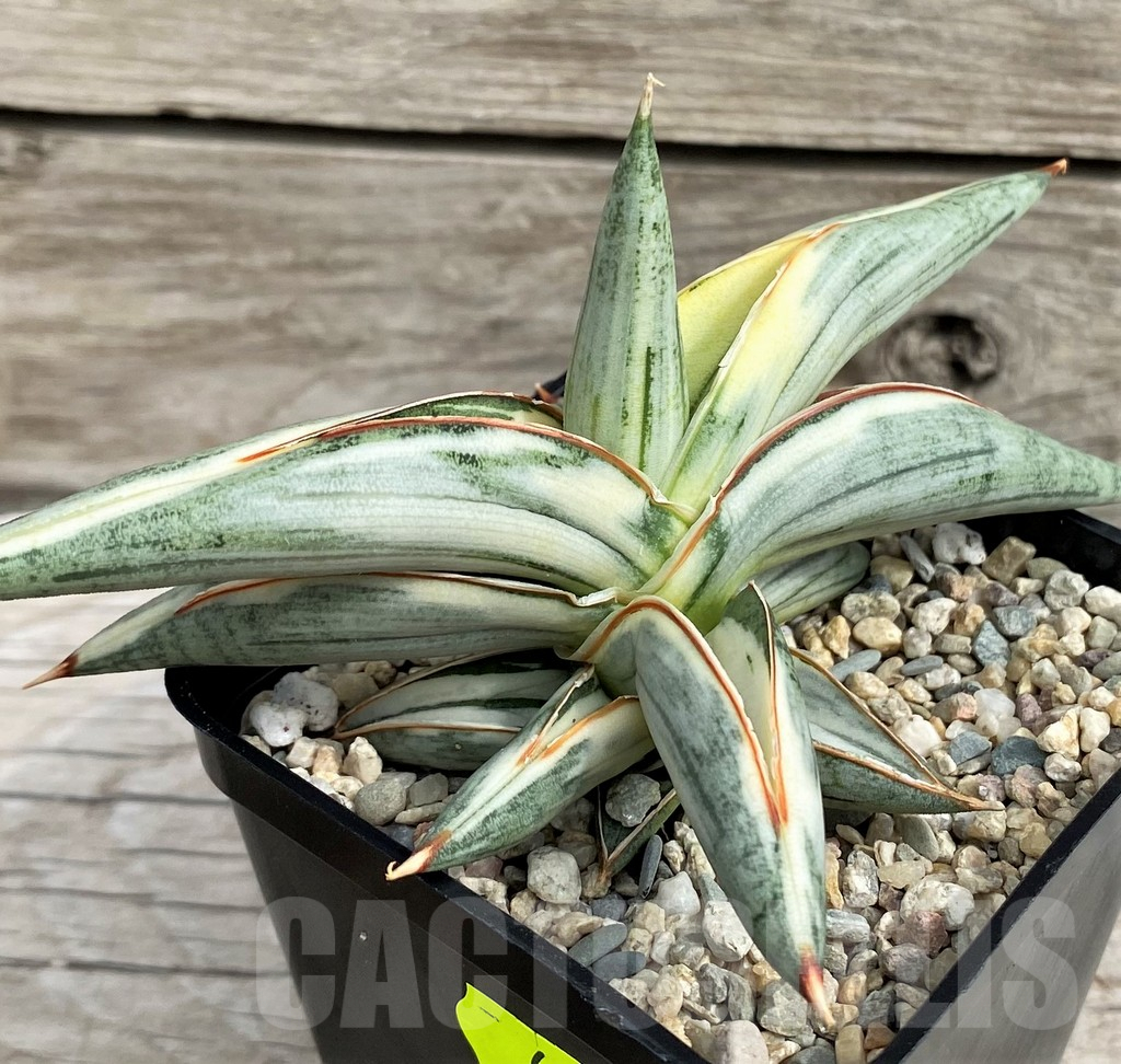 SH6497 Sansevieria 'Blue Clone' - Imagen 2