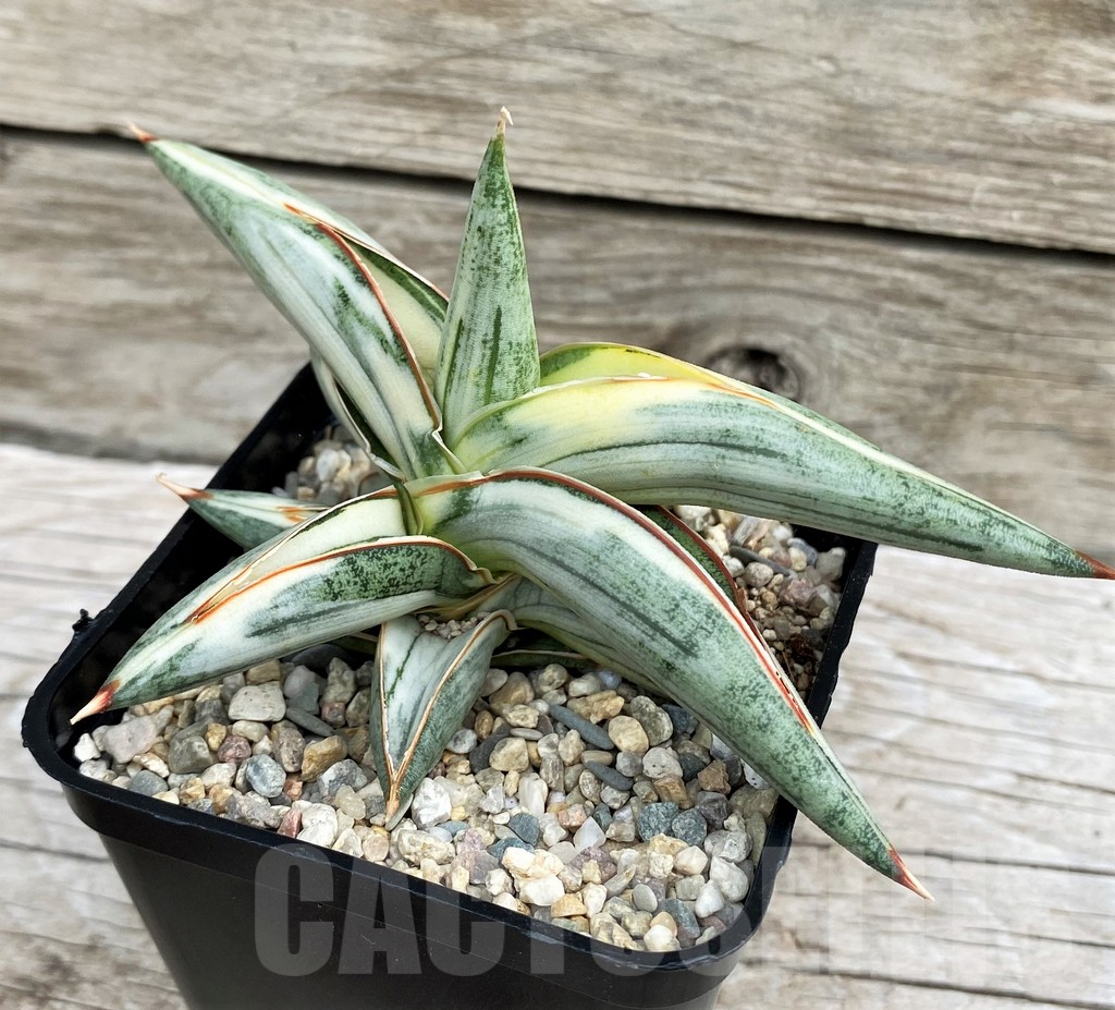 SH6497 Sansevieria 'Blue Clone'