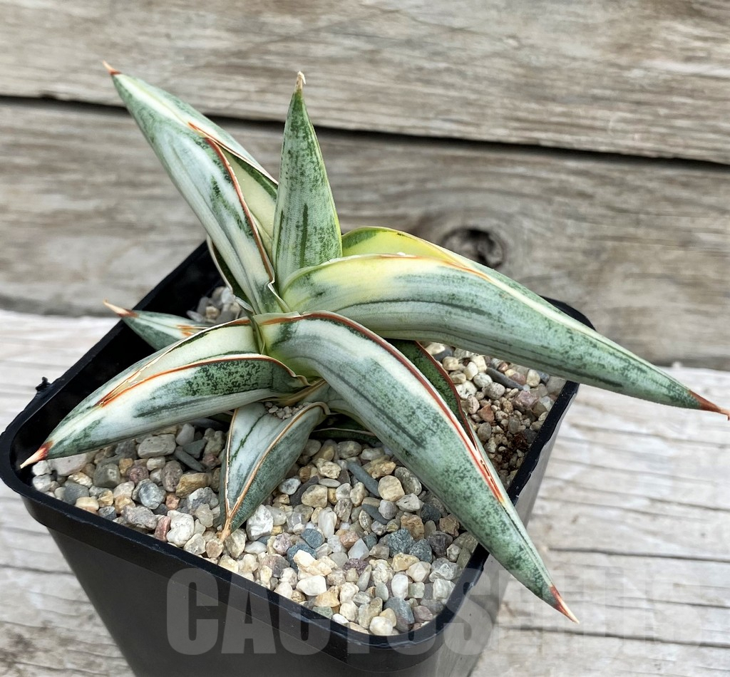 SH6497 Sansevieria 'Blue Clone' - Imagen 3