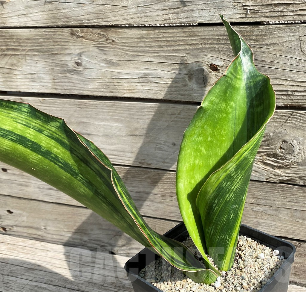 SH6469 Sansevieria 'Malawi Midnight' - Image 2