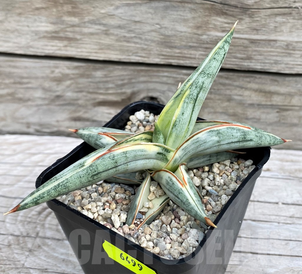 SH6499 Sansevieria 'Blue Clone'