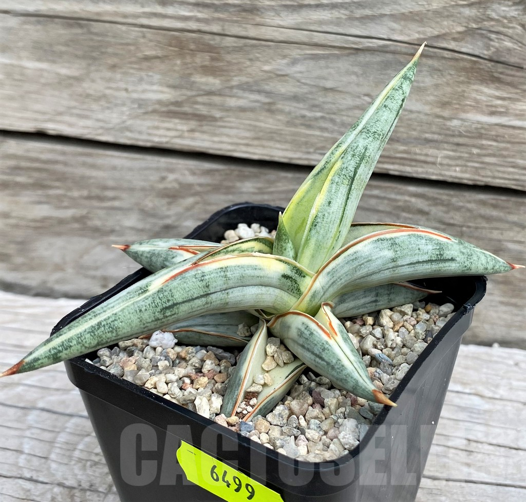 SH6499 Sansevieria 'Blue Clone' - Imagen 3