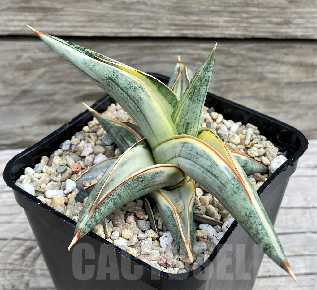 SH6500 Sansevieria 'Blue Clone'