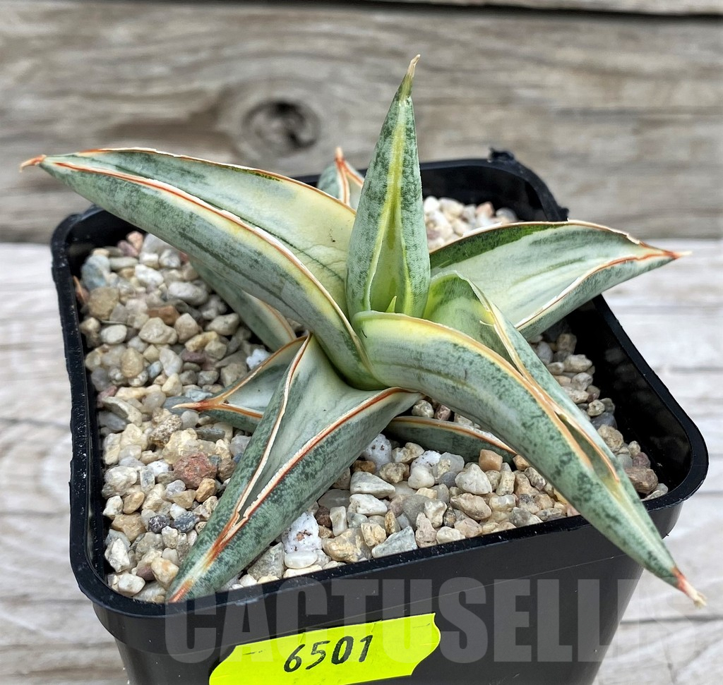 SH6501 Sansevieria 'Blue Clone' - Imagen 2