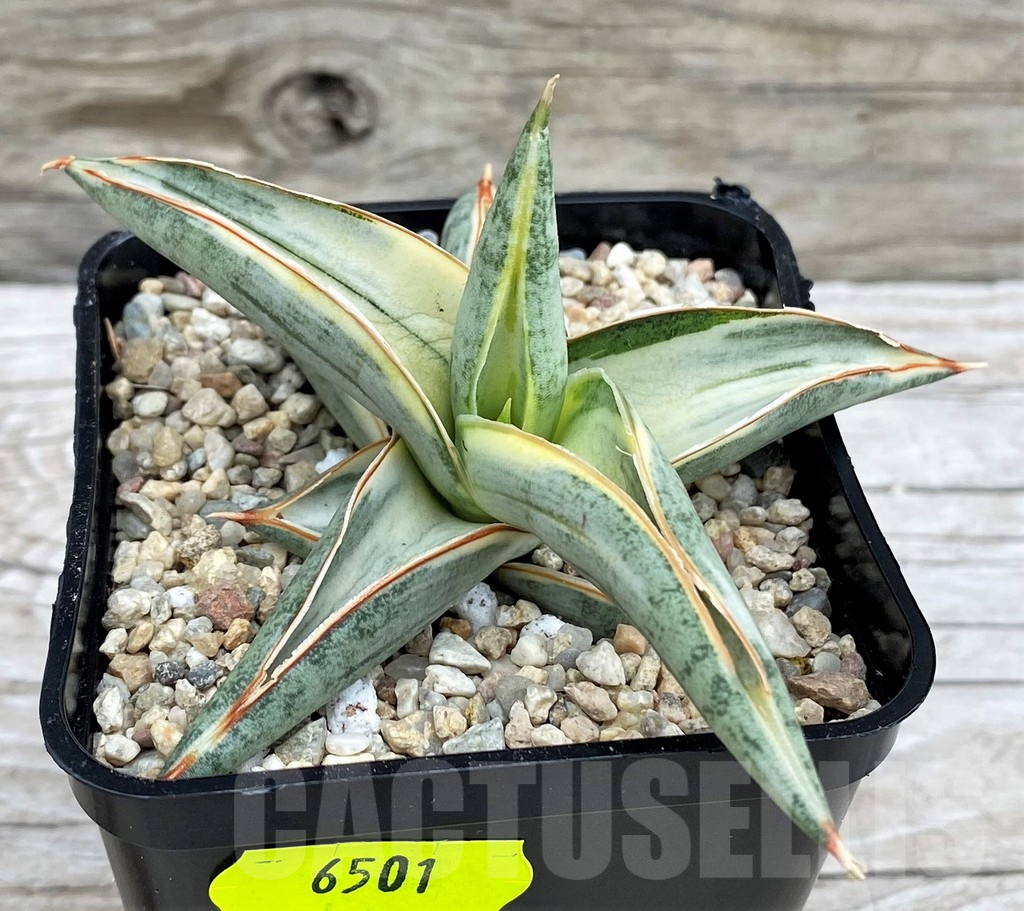 SH6501 Sansevieria 'Blue Clone'